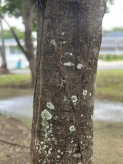 Anolis stratulus
