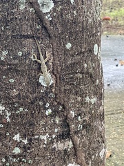Anolis stratulus