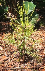 Euphorbia tirucalli
