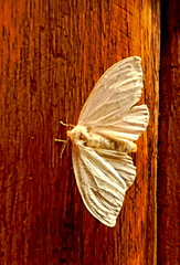 Lepidoptera