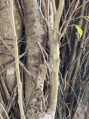Anolis cristatellus