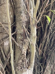 Anolis cristatellus