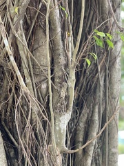 Anolis cristatellus