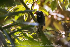 Saltator fuliginosus