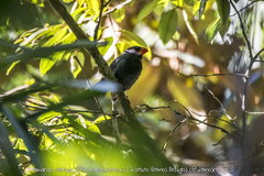 Saltator fuliginosus