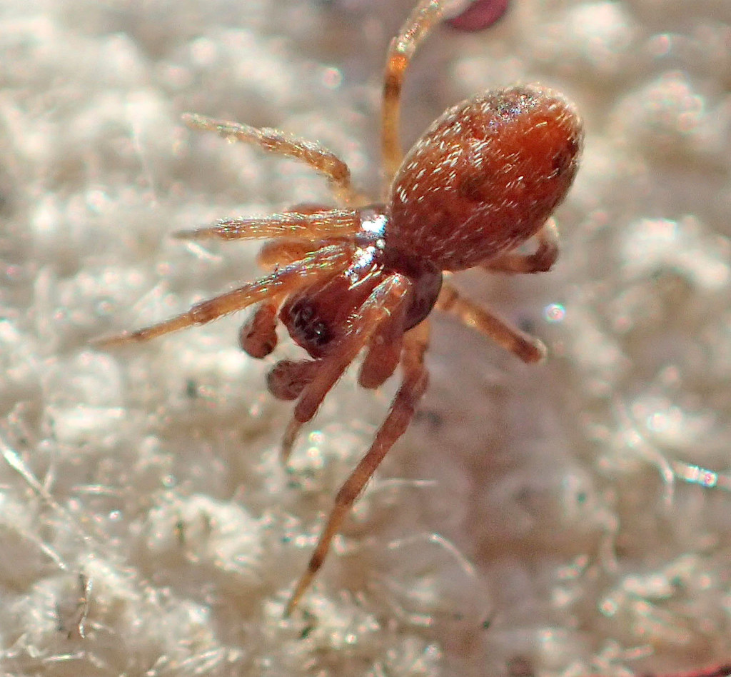 Emblyna saylori