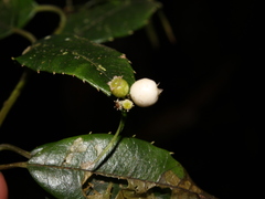 Phyllonoma tenuidens