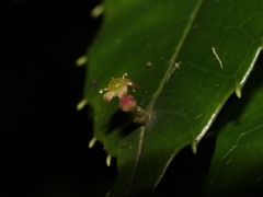 Phyllonoma tenuidens