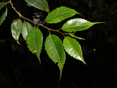Phyllonoma tenuidens image