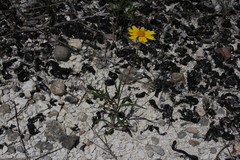 Tetraneuris linearifolia