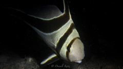 Eques lanceolatus