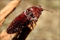 Hapatesus hirtus