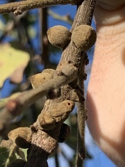 Disholcaspis mamillana