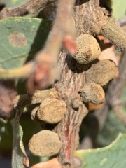 Disholcaspis mamillana