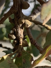 Disholcaspis mamillana