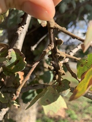 Disholcaspis mamillana