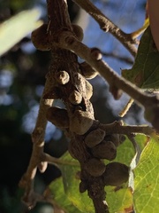 Disholcaspis mamillana