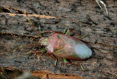 Eupolemus virescens