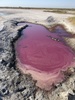 Purple Sulfur Bacteria - Photo (c) C. Stewart, some rights reserved (CC BY-NC), uploaded by C. Stewart