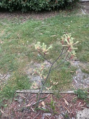 Anigozanthos flavidus