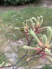 Anigozanthos flavidus