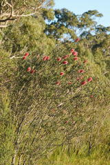 Melaleuca wimmerensis