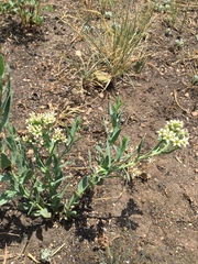 Comandra umbellata pallida