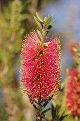 Melaleuca wimmerensis