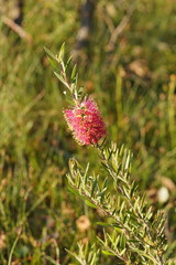 Melaleuca wimmerensis
