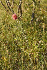 Melaleuca wimmerensis