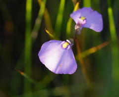 Utricularia grampiana