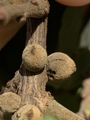 Disholcaspis mamillana
