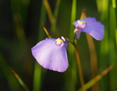 Utricularia grampiana