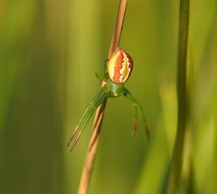 Australomisidia rosea