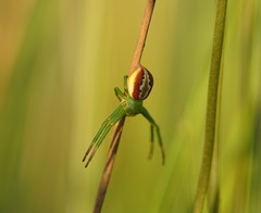 Australomisidia rosea