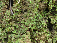 Hypocenomyce scalaris