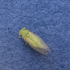 Heteropsylla