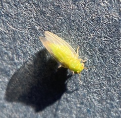 Heteropsylla