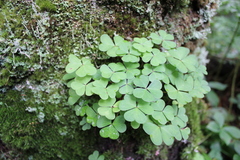 Oxalis