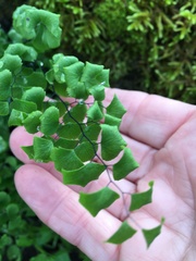 Adiantum jordanii image