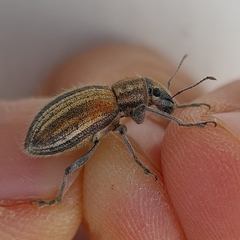 Naupactus verecundus