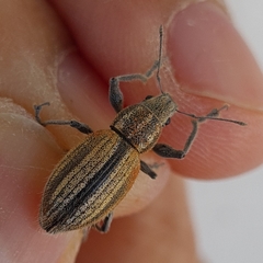 Naupactus verecundus