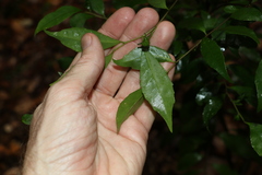 Symplocos baeuerlenii