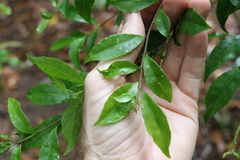 Symplocos baeuerlenii