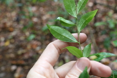 Symplocos baeuerlenii