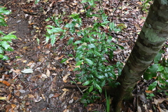 Symplocos baeuerlenii