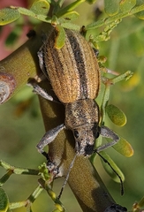 Naupactus verecundus