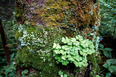Oxalis