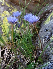 Jasione laevis