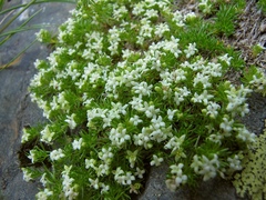 Galium cespitosum